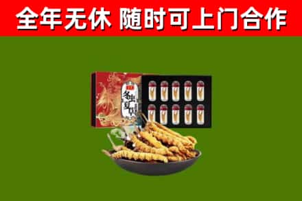 临清市回收冬虫夏草价格